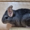 Кент
